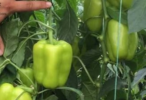 فروش فلفل دلمه ای