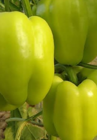 فروش فلفل دلمه ای