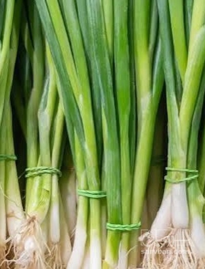 فروش پیازچه