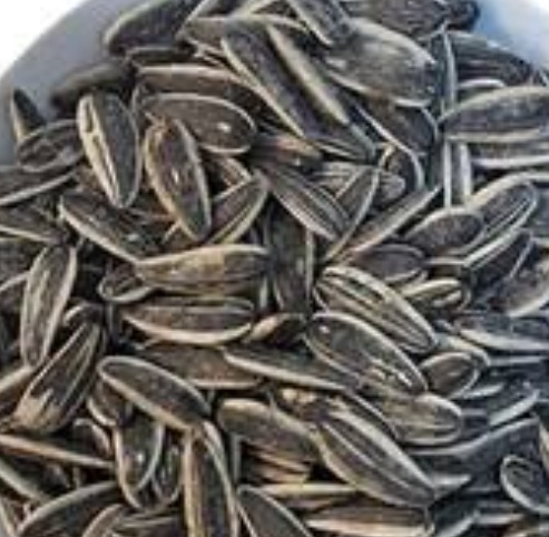 فروش تخمه آفتابگردان بود داده