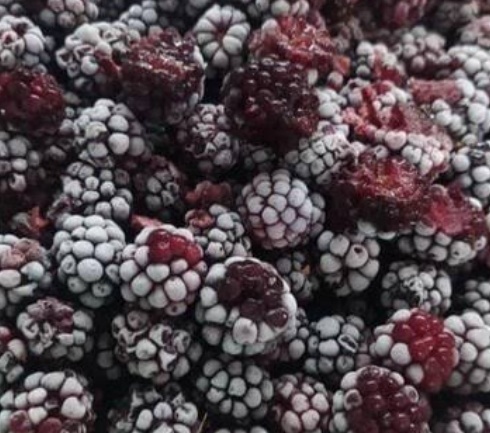 فروش شاتوت منجمد