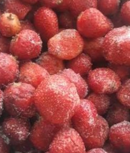 فروش توت فرنگی منجمد