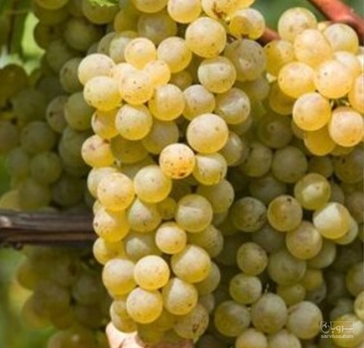فروش انگور