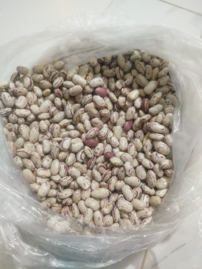 فروش لوبیا چیتی