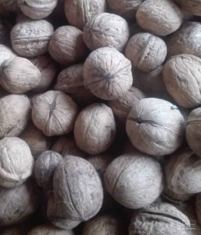 فروش گردو
