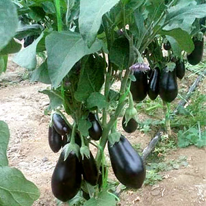 فروش بادمجان