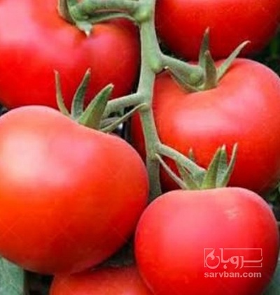 فروش گوجه فرنگی برنتا