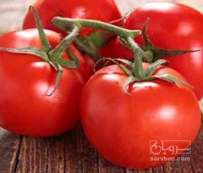 فروش گوجه فرنگی بروبیو