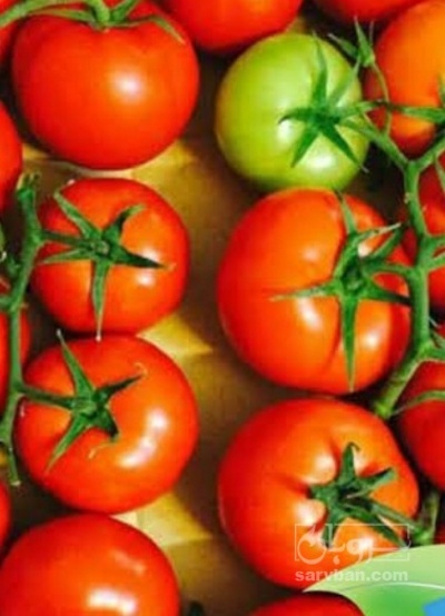 فروش گوجه فرنگی سانسید