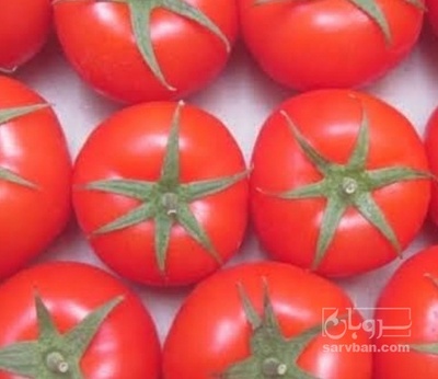 فروش گوجه فرنگی کاسیو