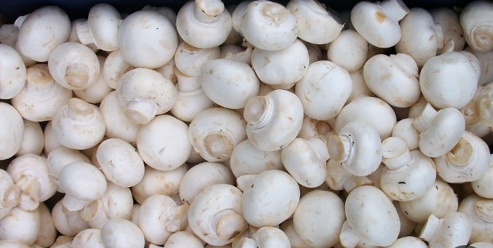 فروش قارچ دکمه ای