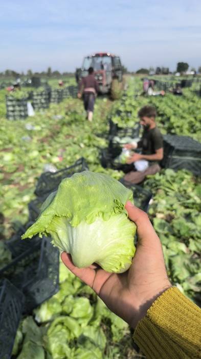 فروش کاهو ایسبرگ - آیسبرگ