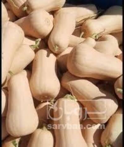 فروش کدو ساکاتا