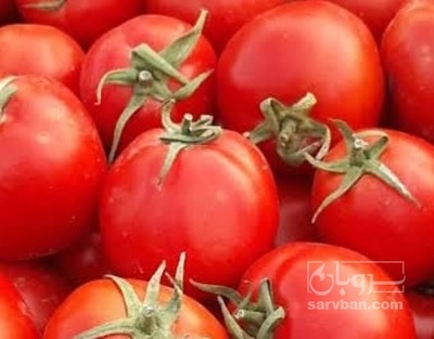 فروش گوجه فرنگی