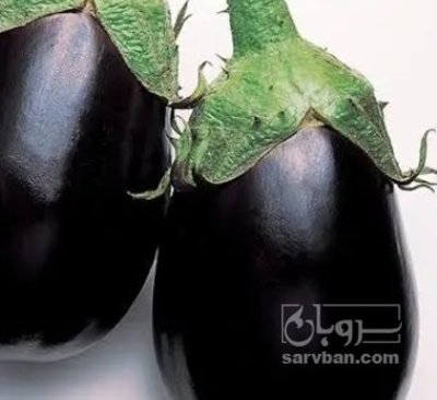 فروش بادمجان