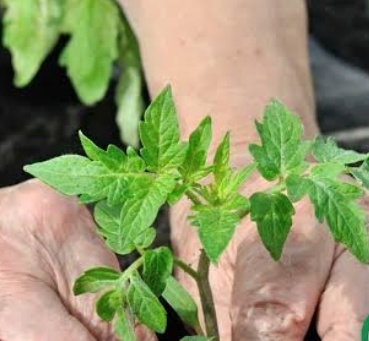 فروش نشا گوجه فرنگی  متین سینی