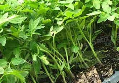 فروش نشا گوجه فرنگی  سانسید سینی