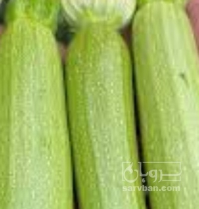 فروش کدو