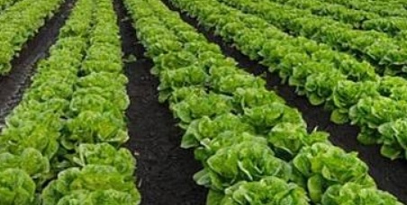 فروش کاهو ایرانی - رومانو