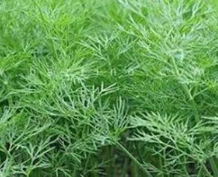 فروش شوید تازه