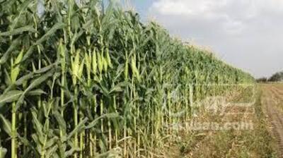 فروش ذرت علوفه ای