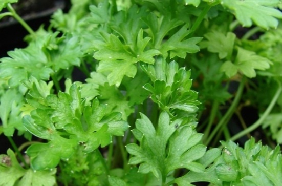 فروش جعفری تازه