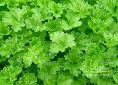 فروش جعفری تازه