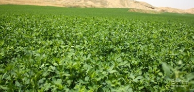 فروش یونجه