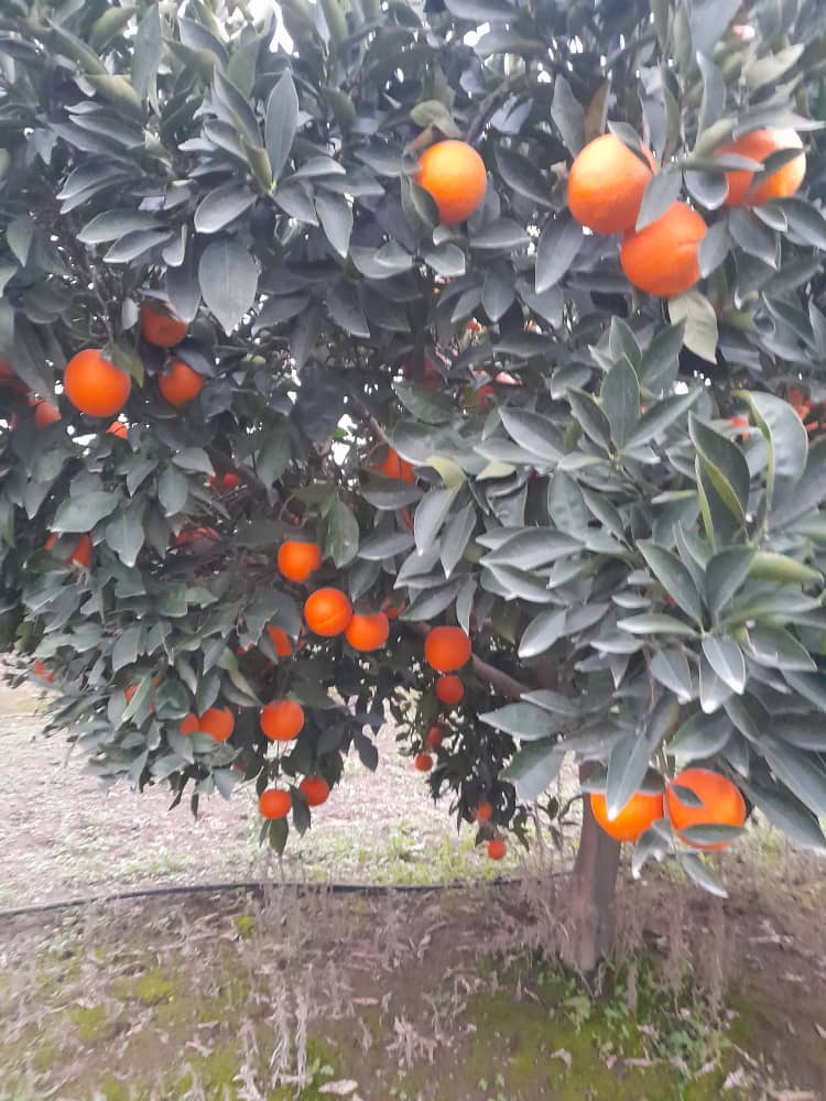 فروش پرتقال کارا کارا