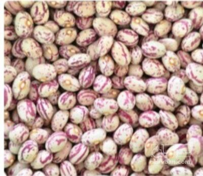 فروش لوبیا چیتی