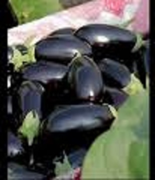 فروش بادمجان