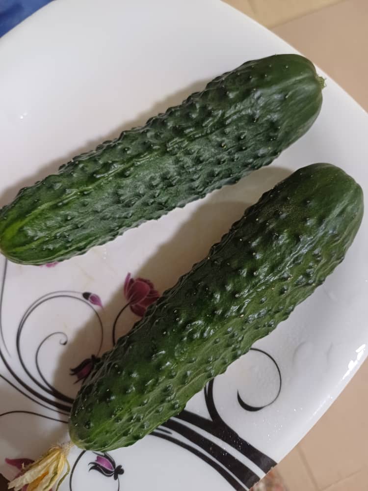 فروش خیار خاردار