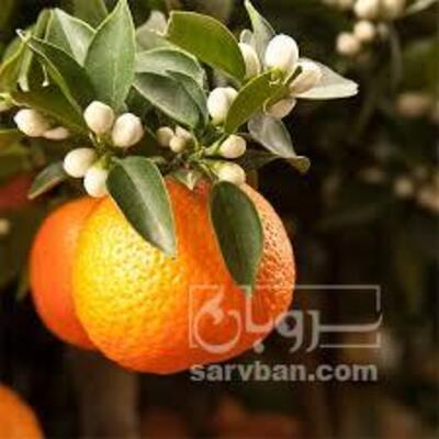 فروش نارنج