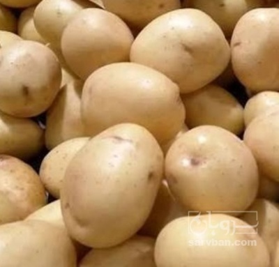 فروش سیب زمینی بذری
