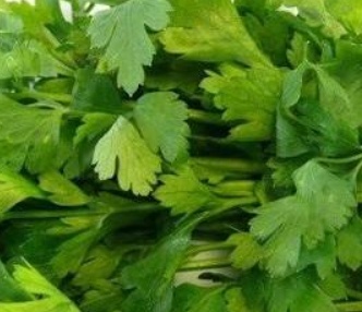 فروش جعفری تازه