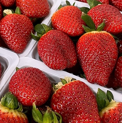 فروش توت فرنگی