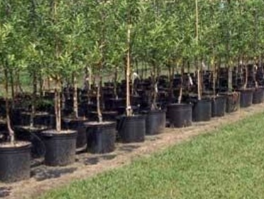 فروش نهال انگور