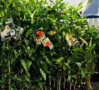 فروش نهال انجیر