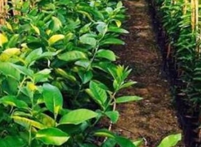 فروش  نهال شلیل