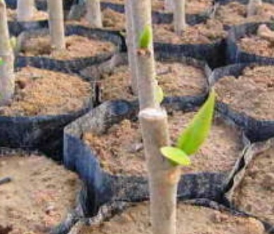 فروش نهال هلو