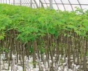 فروش نهال گیلاس