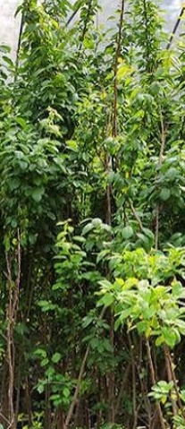 فروش نهال البالو