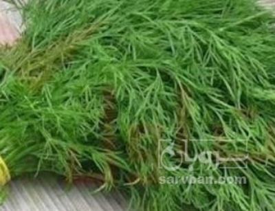 فروش شوید تازه