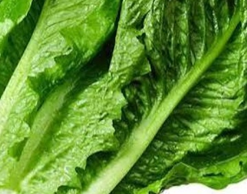 فروش کاهو ایرانی - رومانو