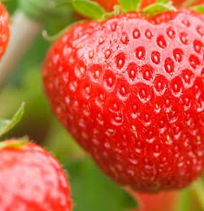 فروش توت فرنگی