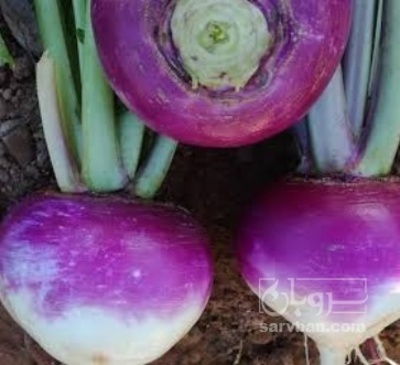 فروش شلغم
