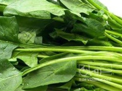 فروش اسفناج