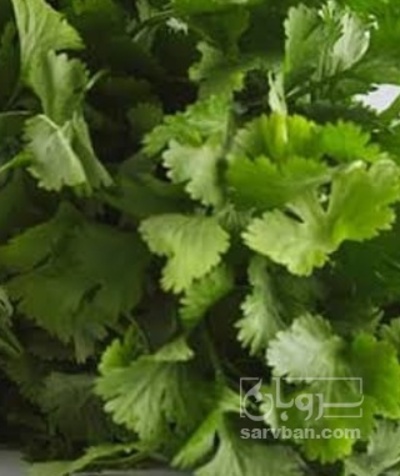 فروش گشنیز