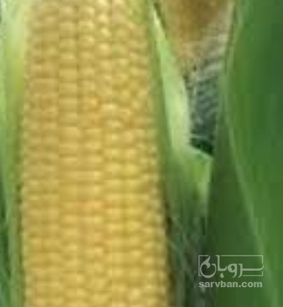 فروش ذرت علوفه ای
