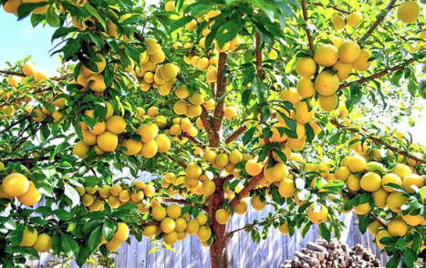 فروش آلو زرد